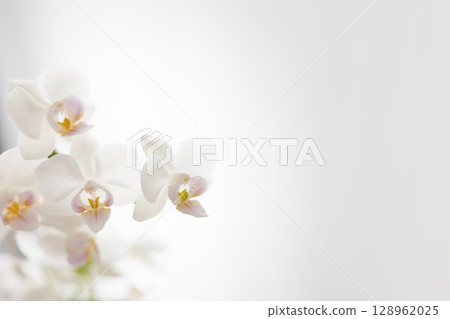 灰色背景上的白色蝴蝶蘭 7 灰色背景上的白色蝴蝶蘭 7 128962025