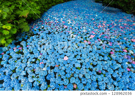 Maikawaharasawa, Ichinoseki City, Iwate Prefecture, Michinoku Hydrangea Garden, a famous spot for hydrangeas, underwater hydrangea flowers filling the hydrangea pond Maikawaharasawa, Ichinoseki City, Iwate Prefecture, Michinoku Hydrangea Garden, a famous spot for hydrangeas, underwater hydrangea flowers filling the hydrangea pond 128962036