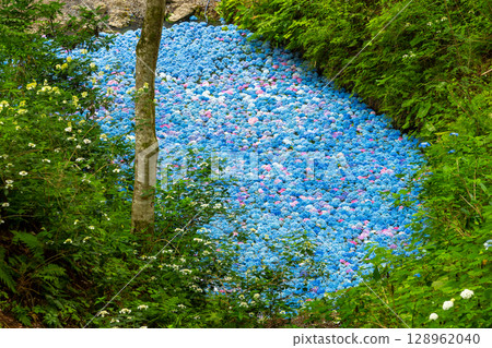 岩手縣一關市舞川原澤，紫陽花名勝地陸奧紫陽花園，紫陽花池開滿了水下紫陽花 128962040