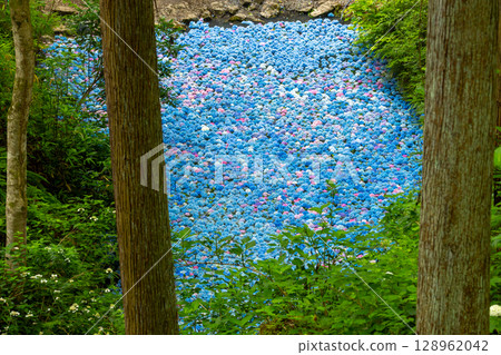 Maikawaharasawa, Ichinoseki City, Iwate Prefecture, Michinoku Hydrangea Garden, a famous spot for hydrangeas, underwater hydrangea flowers filling the hydrangea pond 128962042