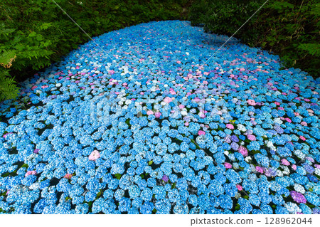 Maikawaharasawa, Ichinoseki City, Iwate Prefecture, Michinoku Hydrangea Garden, a famous spot for hydrangeas, underwater hydrangea flowers filling the hydrangea pond Maikawaharasawa, Ichinoseki City, Iwate Prefecture, Michinoku Hydrangea Garden, a famous spot for hydrangeas, underwater hydrangea flowers filling the hydrangea pond 128962044
