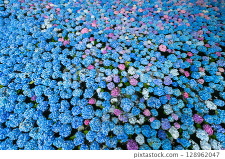 Maikawaharasawa, Ichinoseki City, Iwate Prefecture, Michinoku Hydrangea Garden, a famous spot for hydrangeas, underwater hydrangea flowers filling the hydrangea pond Maikawaharasawa, Ichinoseki City, Iwate Prefecture, Michinoku Hydrangea Garden, a famous spot for hydrangeas, underwater hydrangea flowers filling the hydrangea pond 128962047