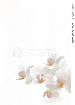 白色蝴蝶蘭8 128962054