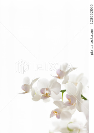 白色蝴蝶蘭9 128962066