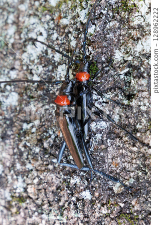 Mating of the red-necked longhorn beetle 128962222