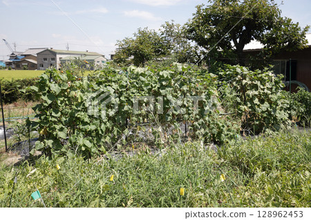 Cucumber field at the end of harvest Cucumber field at the end of harvest 128962453
