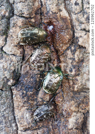 Sap-sucking beetle Sap-sucking beetle 128962702