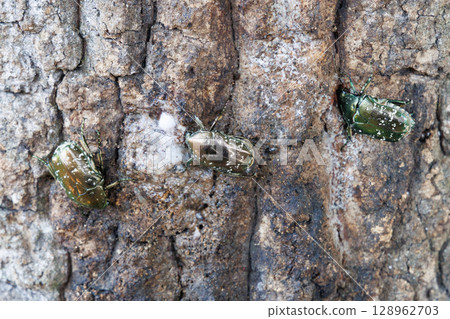 Sap-sucking beetle 128962703