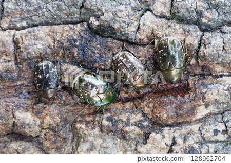 Sap-sucking beetle Sap-sucking beetle 128962704