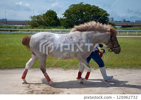 江戶川區 Shinozaki Pony Land 的小馬 江戶川區 Shinozaki Pony Land 的小馬 128962732