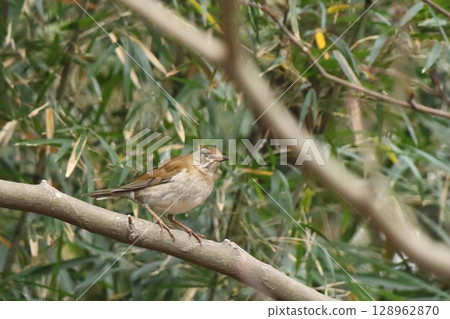 白原棲息在樹枝上 白原棲息在樹枝上 128962870