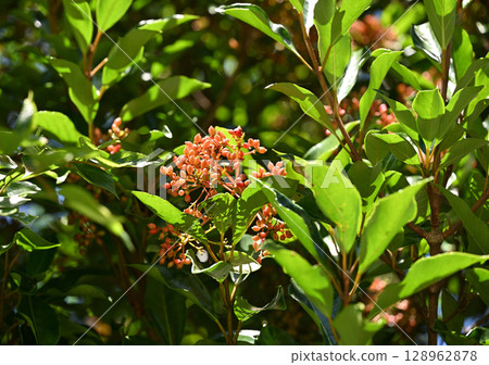 Fruit of the evergreen Viburnum family, the coral tree 128962878