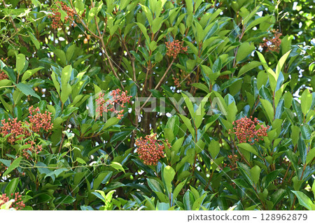Fruit of the evergreen Viburnum family, the coral tree Fruit of the evergreen Viburnum family, the coral tree 128962879