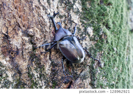 A beetle climbing a tree 128962921
