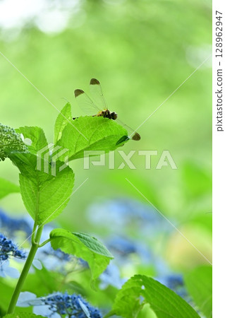 一隻蜻蜓在繡球花的葉子上休息 128962947