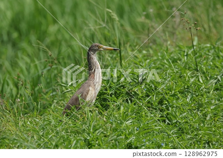 動物，野生鳥類，丹頂鷺，冬季羽毛。夏季羽毛為紅色，頭部和胸部有棕色條紋。 128962975