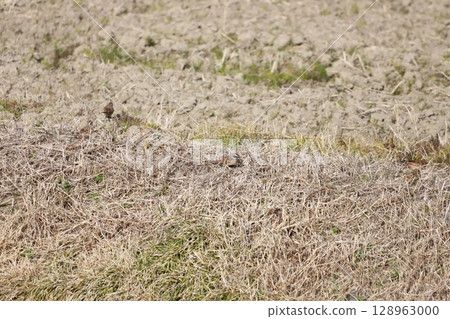A white-throated sparrow descending to the ground searching for food 128963000
