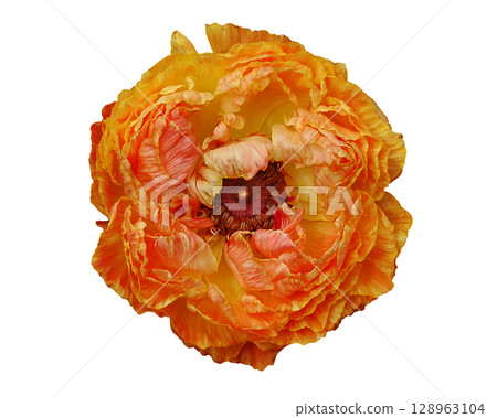 橙色毛un花 橙色毛un花 128963104