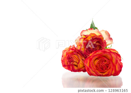 Large rosebud with rich warm gradient on white background Large rosebud with rich warm gradient on white background 128963165