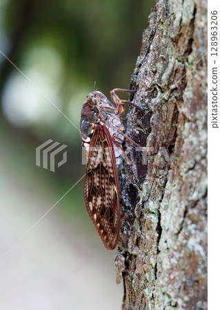 Abra Zemi catching trees 128963206