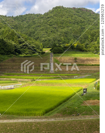 Summer rice terraces with fresh green rice fields 128963259