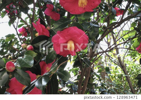 山茶花 128963471