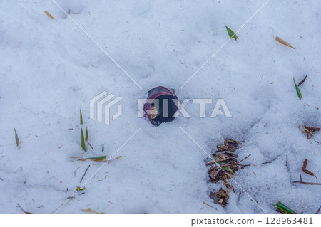 A skunk cabbage blooming quietly in the snow 128963481
