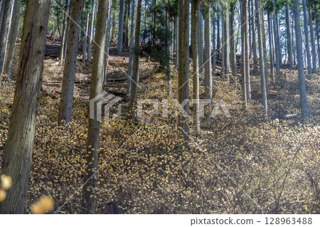 被杉樹林包圍的三俁群落盛開的景象 128963488