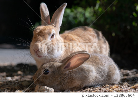兔子媽媽和她的小兔子忍受酷暑 128963604