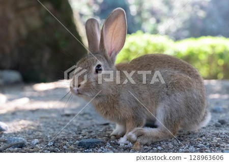 A baby rabbit with a puzzled expression A baby rabbit with a puzzled expression 128963606