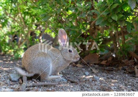 A baby rabbit cooling off in the shade 128963607