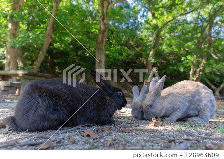 Preaching Black Rabbit Preaching Black Rabbit 128963609