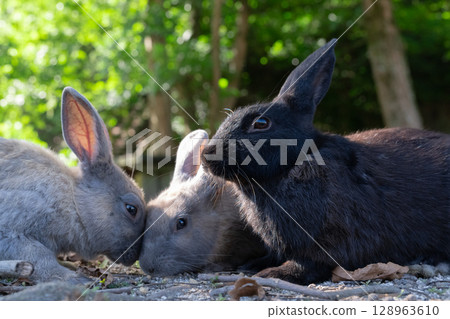 A pensive black rabbit and two head-butting rabbit brothers A pensive black rabbit and two head-butting rabbit brothers 128963610