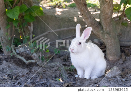 白兔在樹蔭下乘涼 白兔在樹蔭下乘涼 128963615