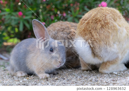 小兔子歪著頭 小兔子歪著頭 128963632