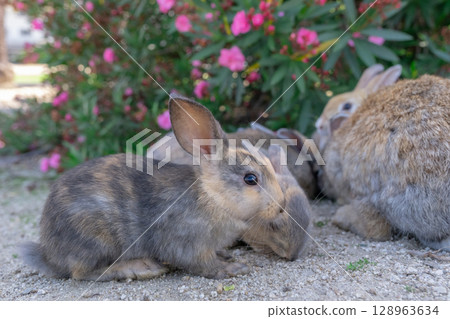 小兔子和夾竹桃的側面 小兔子和夾竹桃的側面 128963634