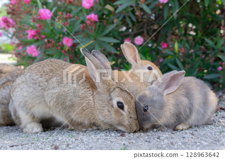 兔子媽媽和她的小兔子麵對面 128963642