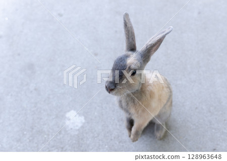A rabbit stands up and clasps its hands together, asking for food 128963648