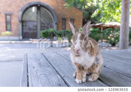 旅遊資訊兔子 128963650