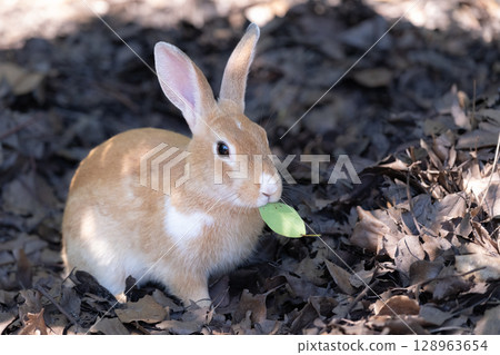 Baby rabbit eating leaves 128963654