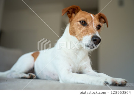 Portrait of Jack Russell Terrier dog lying on sofa. Funny pet relaxing at home Portrait of Jack Russell Terrier dog lying on sofa. Funny pet relaxing at home 128963864