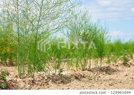 Green dill plants growing in rows on agricultural field under blue sky. Concept of organic farming, sustainable agriculture and food production Green dill plants growing in rows on agricultural field under blue sky. Concept of organic farming, sustainable agriculture and food production 128963894