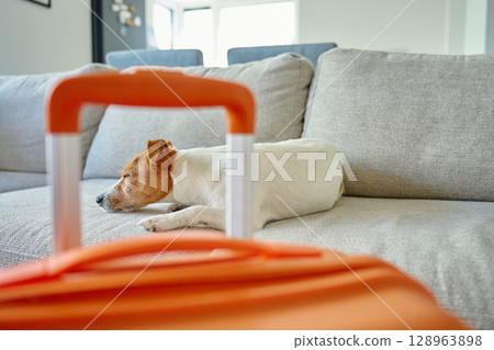 Small dog lying on couch near orange suitcase. Sad pet resting near packed luggage indoors. Jack Russell terrier dog waiting for home leaving. Concept of travel with pet 128963898