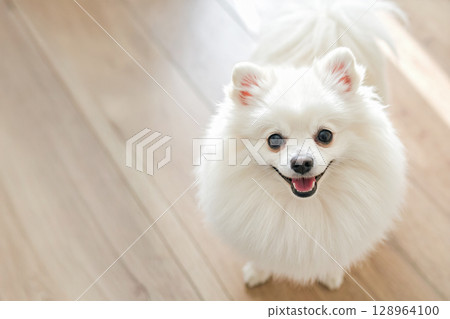 微笑的白色博美犬 128964100
