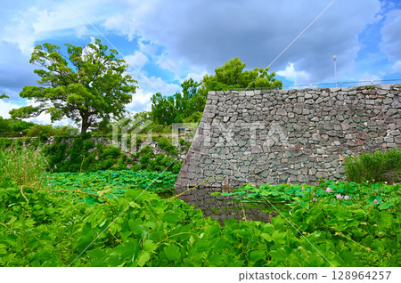 Yodo Castle Ruins, Lotus of Yodo Castle, Stone wall of castle tower base, Kyoto City 128964257