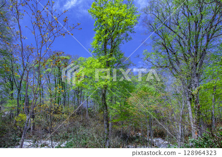 Fresh green of Minami Aizu 128964323