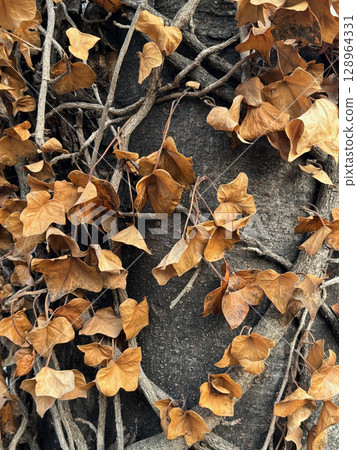 A tree trunk covered with smaller branches with dried brownish leaves in autumn. 128964331