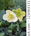 Closeup of two blooming hellebore flowers, with green foliage in the background. 128964333