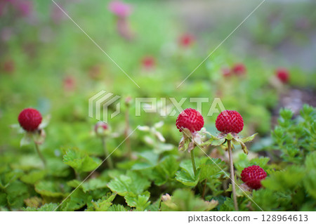 The flower language of this plant is "devilish charm". It is said to be non-poisonous despite its name. From spring to early summer. The flower language of this plant is "devilish charm". It is said to be non-poisonous despite its name. From spring to early summer. 128964613