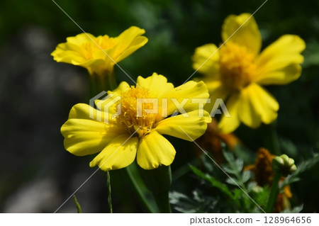 Yamadaike Park Yamadaike Park 128964656